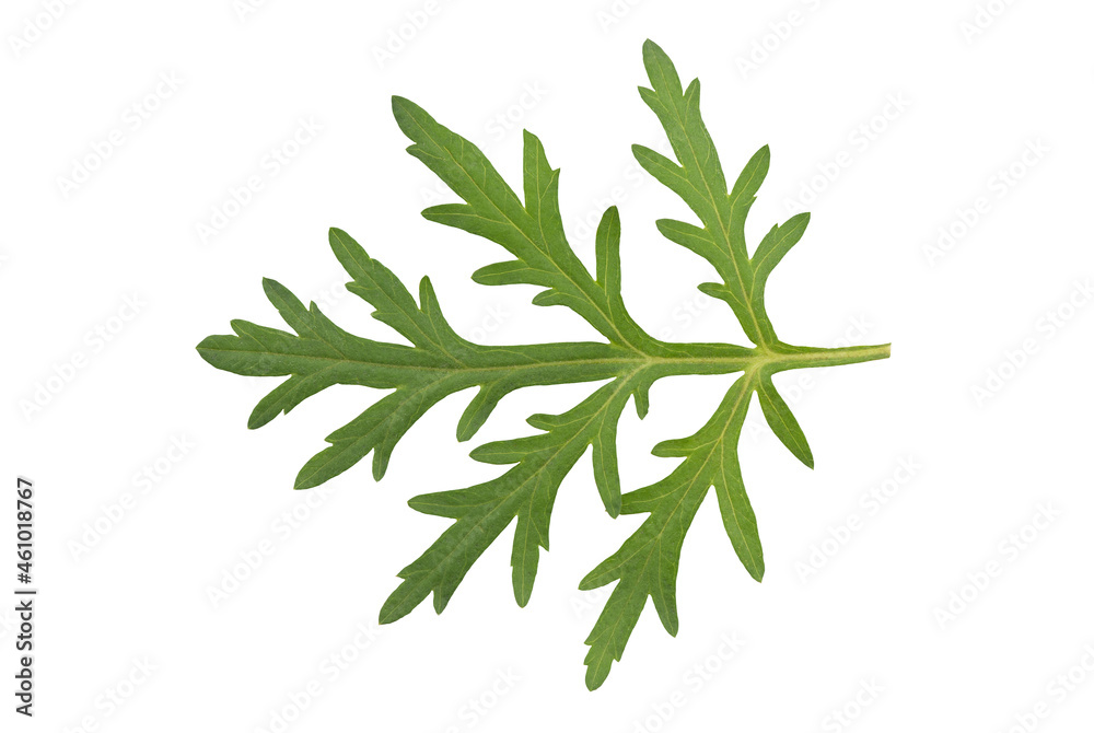 Mugwort or artemisia annua green leaves isolated on white background with clipping path.top view,flat lay. Mugwort or artemisia annua green leaves isolated on white background with clipping path.top view,flat lay.