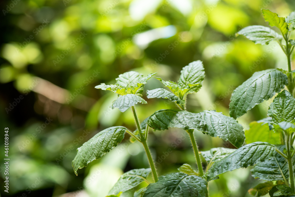 Obraz premium Wild holy basil trees on nature background.