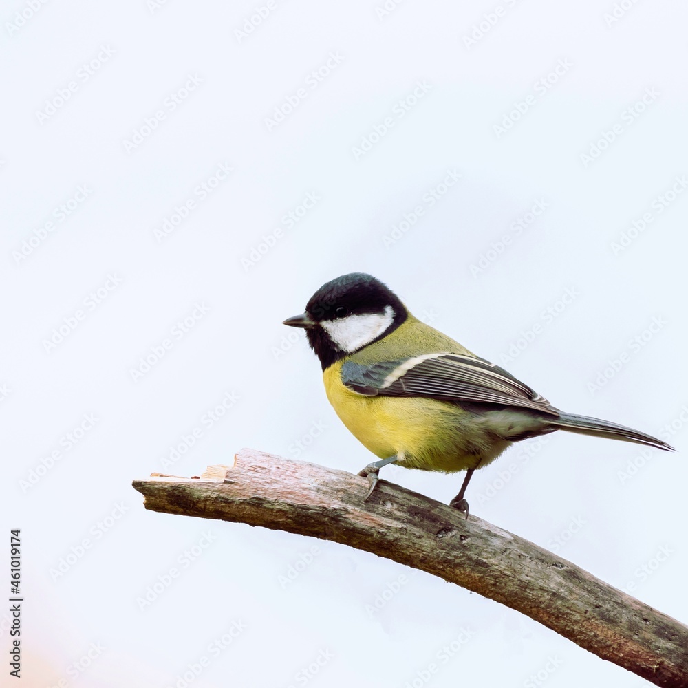 Obraz premium Bird titmouse close-up on a twig isolated on a white background. Bird watching