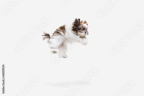 Flying dog. Cute white brown dog, little Shih Tzu isolated over white studio background. Concept of animal life, care, responsibility for pets © master1305