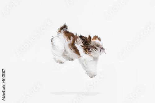 Flying dog. Cute white brown dog, little Shih Tzu isolated over white studio background. Concept of animal life, care, responsibility for pets © master1305