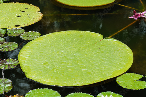 Billede på lærred Victoria waterlily leaf in lotus pond