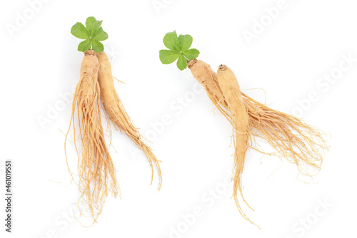 Ginseng and acanthopanax trifoliatus green leaf isolated on white background.top view,flat lay. photo