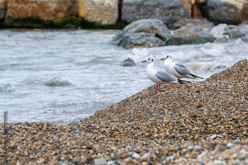 Two seagulls on the beach on cloudy day. Black Sea, Krasnodar Krai, Russia. photo