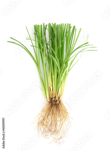 Vetiver grass or chrysopogon zizanioides isolated on white background.top view,flat lay. photo