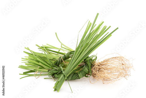 Vetiver grass or chrysopogon zizanioides isolated on white background. photo