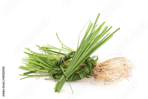 Vetiver grass or chrysopogon zizanioides isolated on white background.