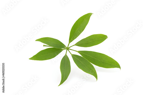 Edible-stemmed Vine or schefflera leucantha green leaves isolated on white background with clipping path.