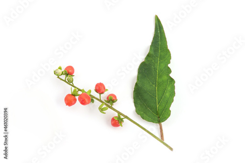 Blood berry,coral berry or rivina humilis fruits isolated on white background.top view,flat lay