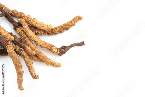 Chong cao or Cordyceps sinensis isolated on white background.top view,flat lay.