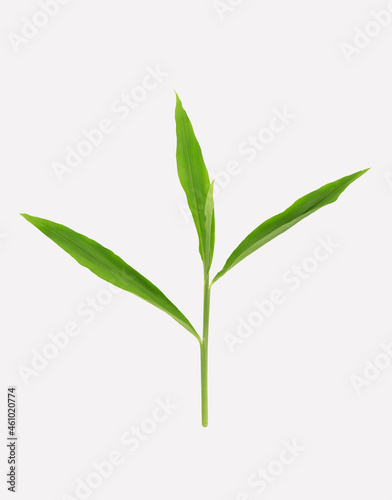 Ginger green leaves isolated on white background with clipping path.top view flat lay.