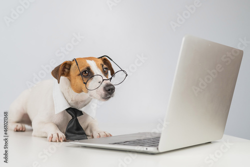 Jack russell terrier dog in glasses and tie works on laptop on white background.