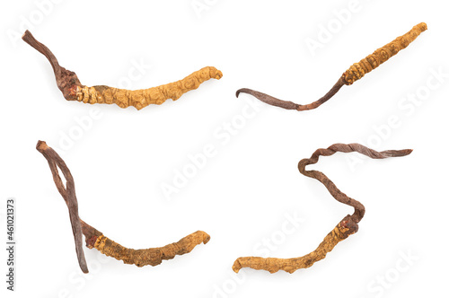 Chong cao or Cordyceps sinensis isolated on white background with clipping path.top view,flat lay.