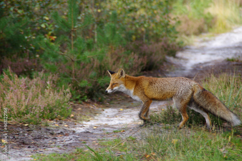 Fox on a forest meadow in a natural environment