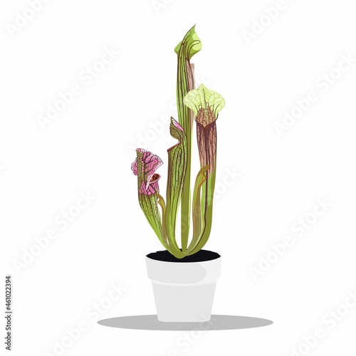 Potted tropical Sarracenia in Flowerpot. Domestic Tropical Decorative plant Sarracenia with open trap. Graphic Design Elements Isolated on white Background. 
