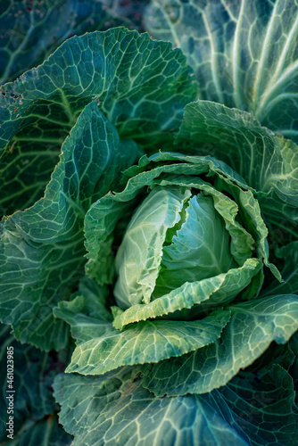 Beautiful photo of a cabbage head.