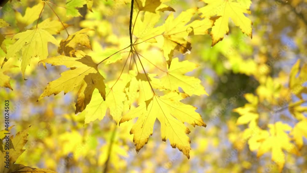Autumn leaves colorful nature leaf season falling yellow orange Autumn leaves colorful nature leaf season falling yellow orange