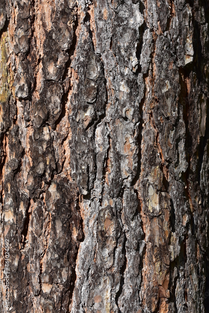 tree bark - wood texture, background tree bark - wood texture, background