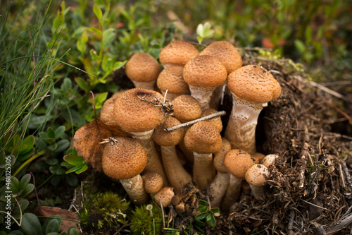 Autumn mushrooms. Picking mushrooms in the wild forest. Honey mushrooms on a stump in the forest. . A family of honey agarics. Close-up horizontal photography.