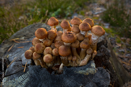 Autumn mushrooms. Picking mushrooms in the wild forest. Honey mushrooms on a stump in the forest. . A family of honey agarics. Close-up horizontal photography.