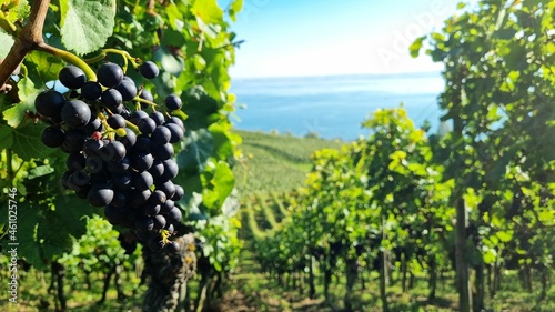 Weinberg in Meersburg am Bodensee
