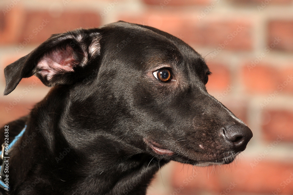 black shorthaired mongrel dog in studio black shorthaired mongrel dog in studio