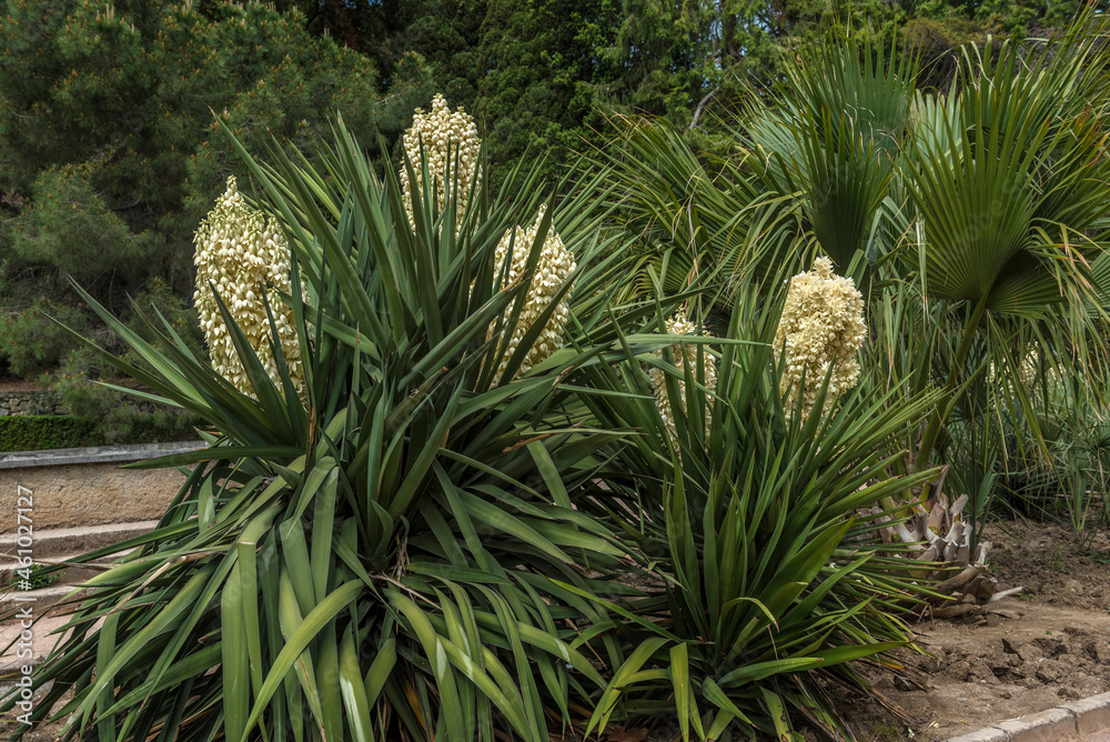 Blooming Yucca gloriosa in the landscape park Blooming Yucca gloriosa in the landscape park