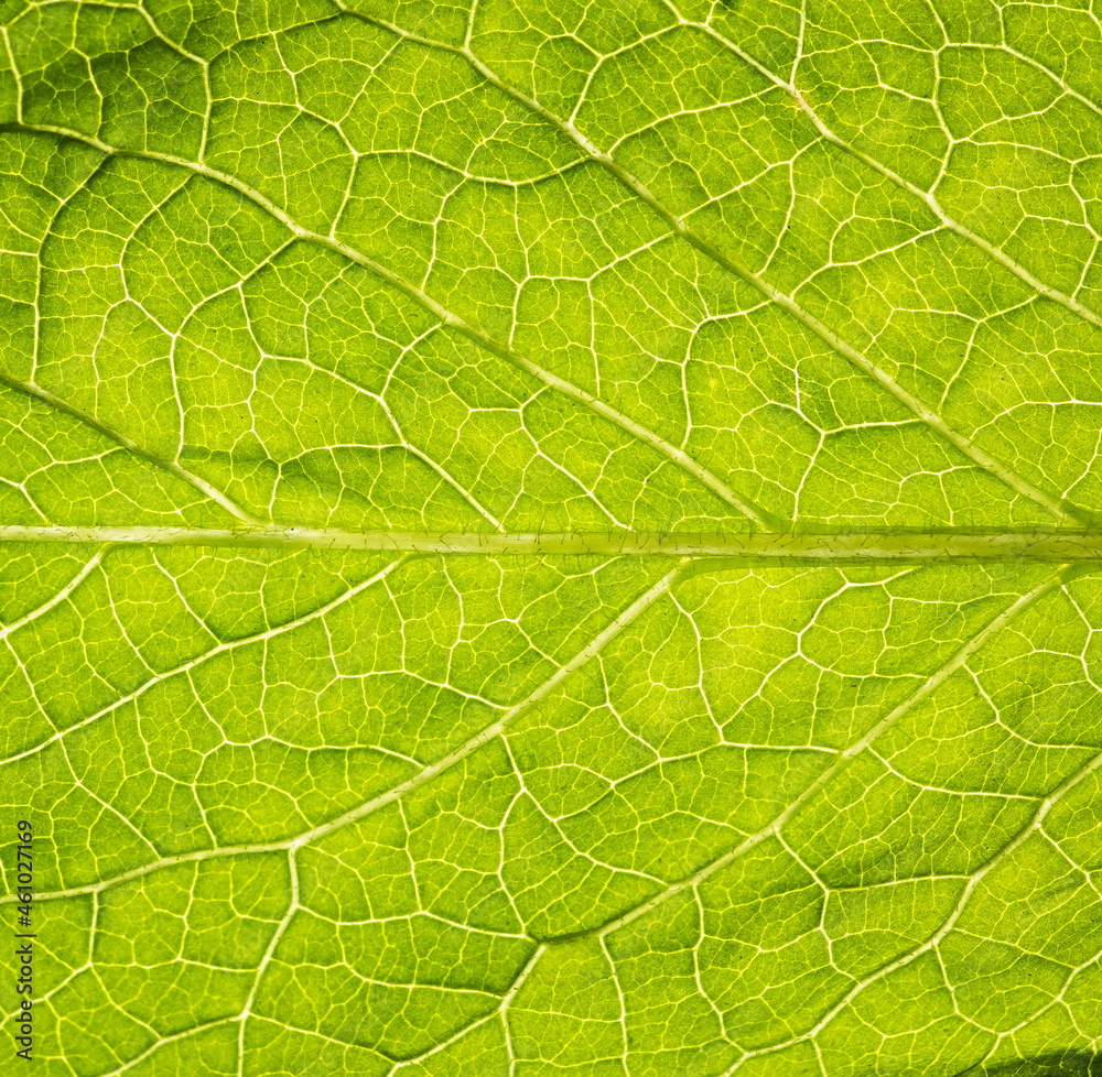 Abstract background macro Leaf texture with veins Abstract background macro Leaf texture with veins