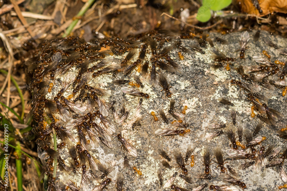 Citronella Ant Swarm (Lasius interjectus) Citronella Ant Swarm (Lasius interjectus)