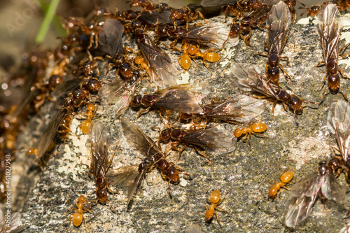 Citronella Ant Swarm (Lasius interjectus) photo
