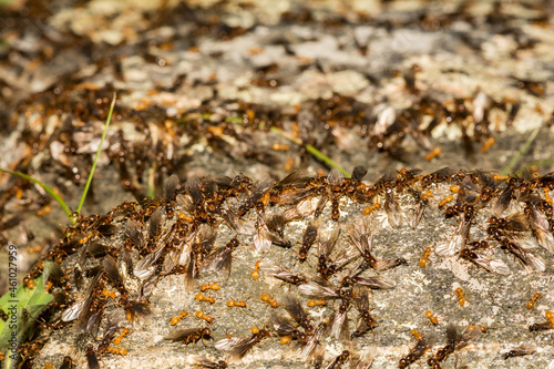 Citronella Ant Swarm (Lasius interjectus) photo