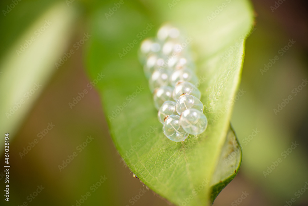 Macro, Wonderful details of the colors and textures of the macro world, selective focus. Macro, Wonderful details of the colors and textures of the macro world, selective focus.