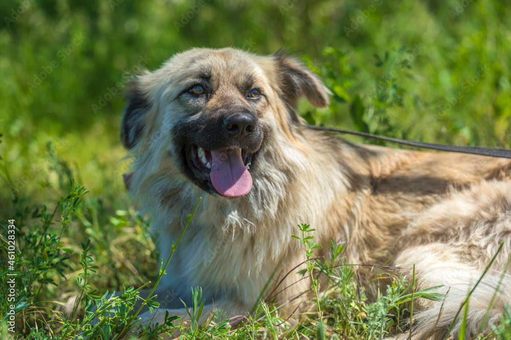 Fototapeta premium adorable beige fluffy mestizo dog in summer
