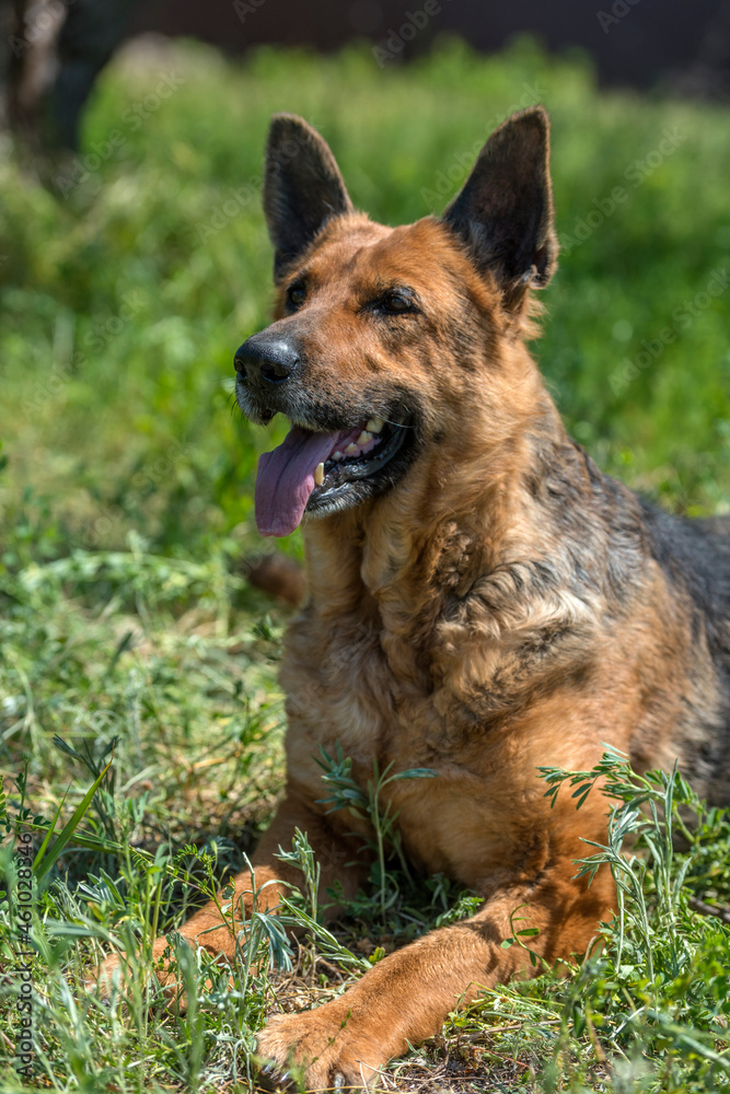 old german shepherd among green grass old german shepherd among green grass