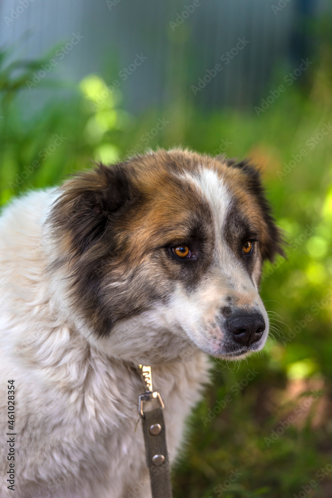 white with brown alabai on green grass background