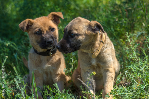 cute brown mongrel puppies on a background of green grass