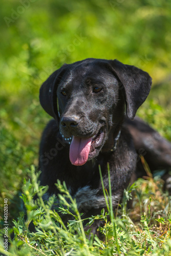 black dog with hanging ears, mongrel © Evdoha
