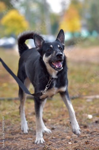 black and brown dog mongrel at animal shelter © Evdoha
