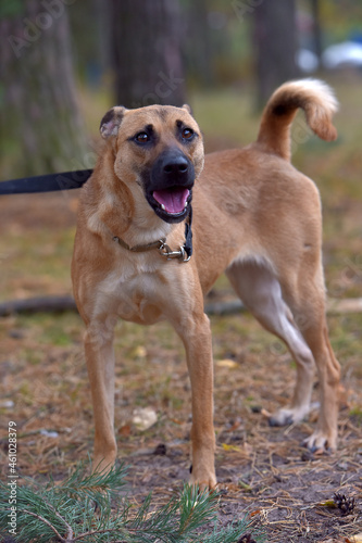 ginger mongrel dog at animal shelter