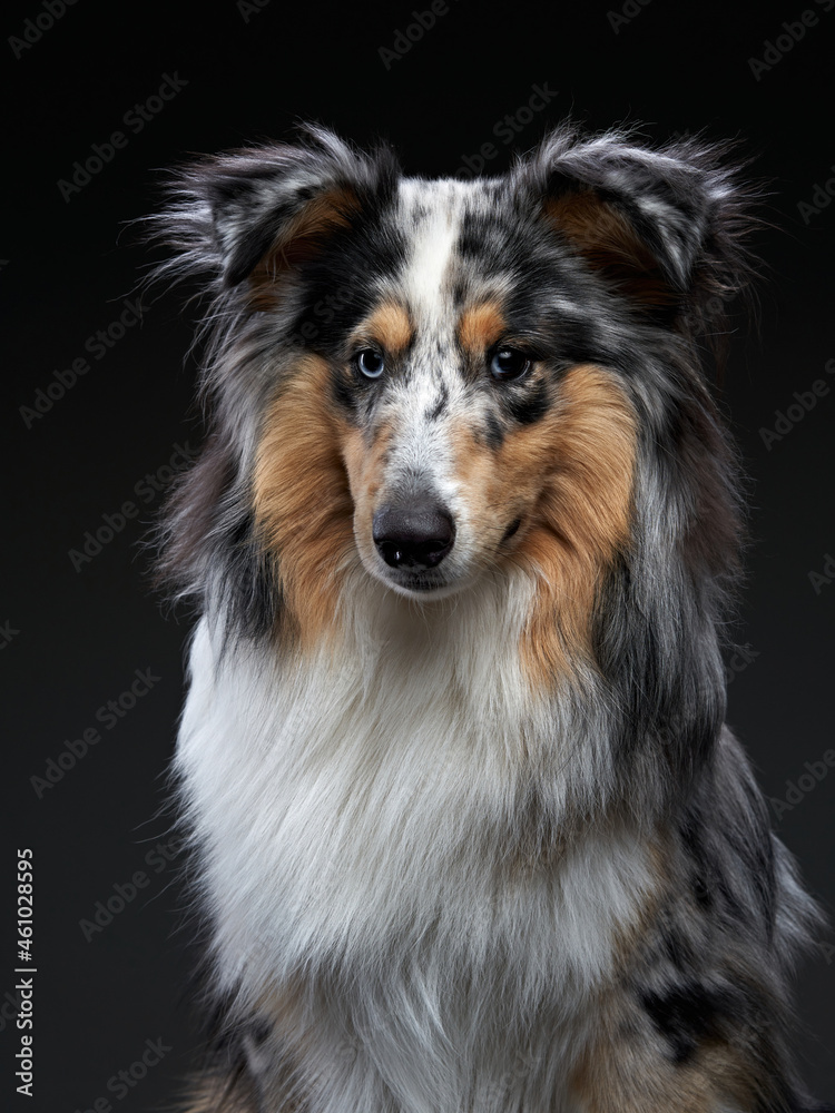 Sheltie on a black background. Beautiful marbled dog. Pet in the studio