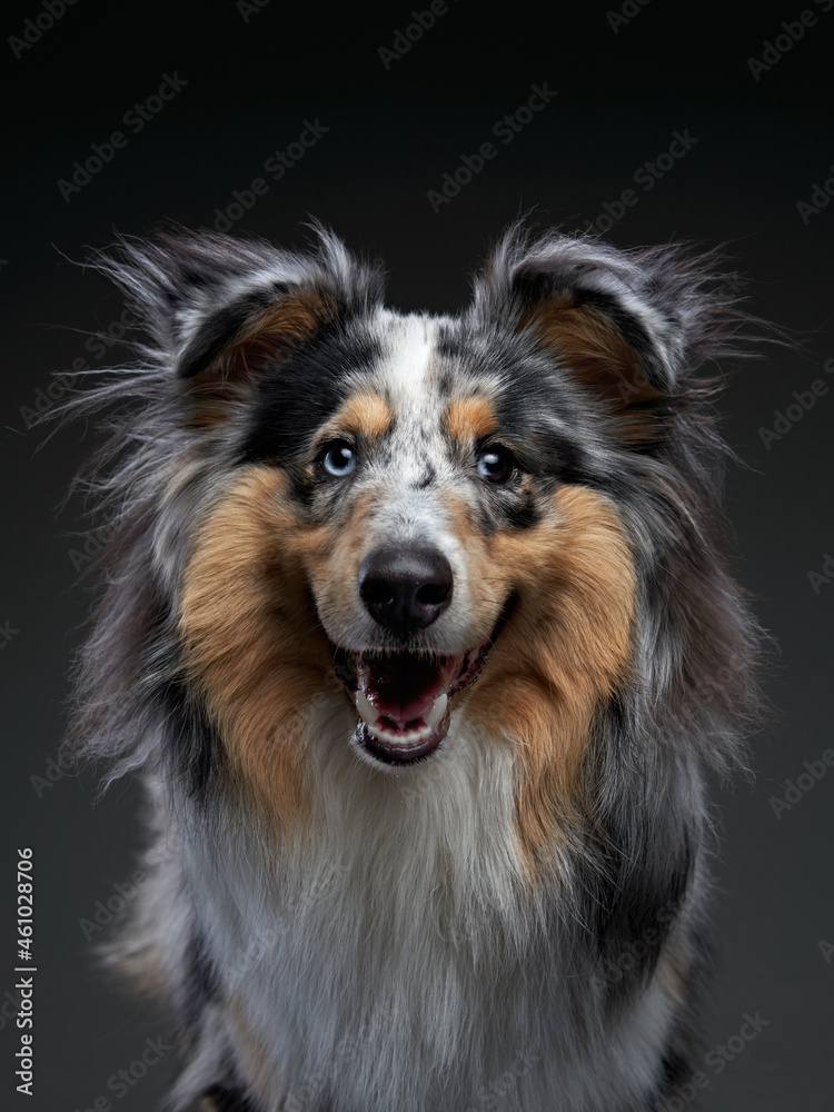 Sheltie on a black background. Beautiful marbled dog. Pet in the studio