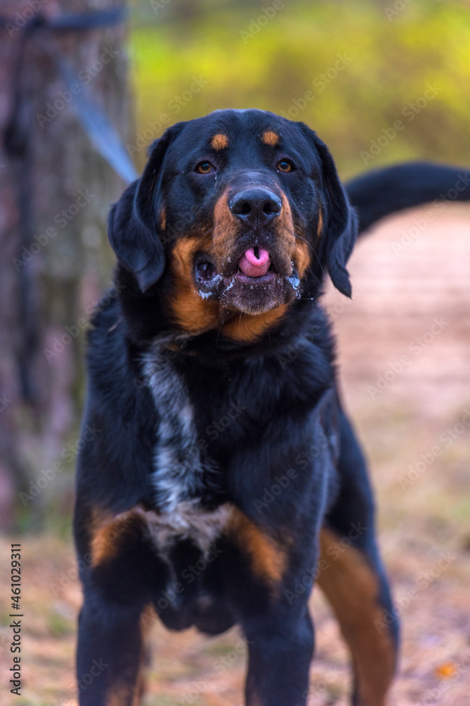 beautiful large brown dog mestizo rottweiler beautiful large brown dog mestizo rottweiler