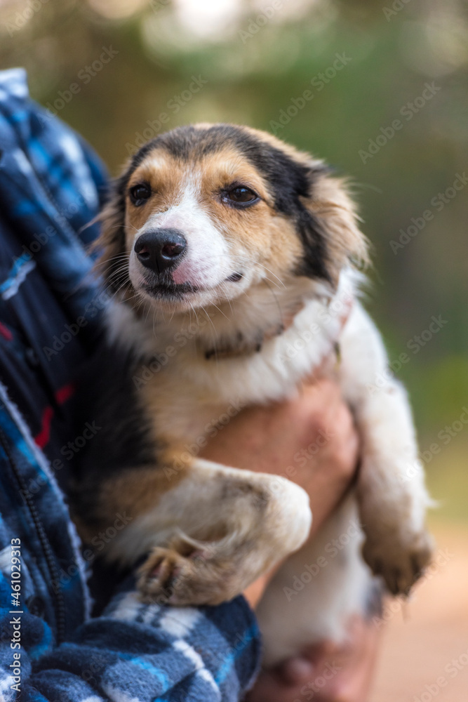 cute little white with red and black dog in arms