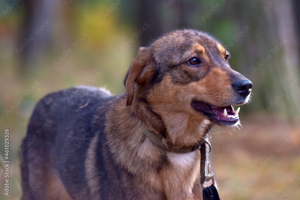 cute sad scared brown mongrel puppy cute sad scared brown mongrel puppy