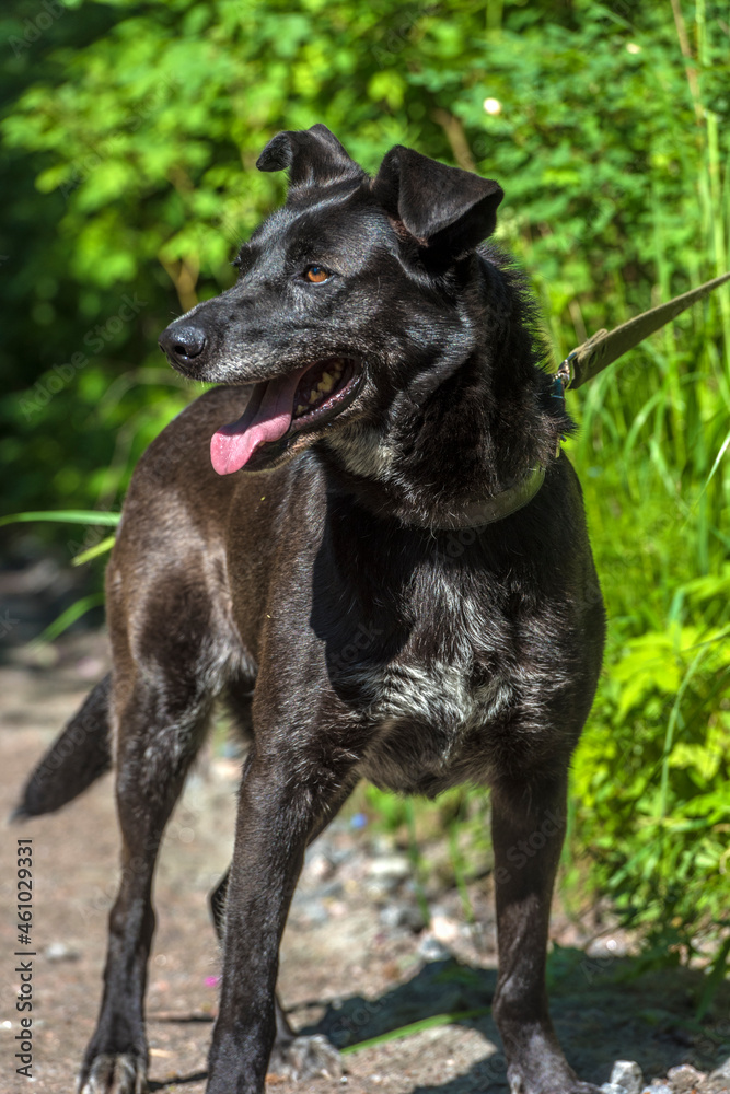 black dog mongrel on a leash in summer black dog mongrel on a leash in summer