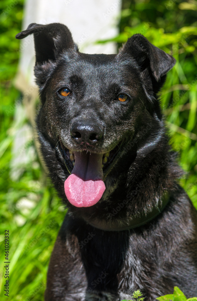 black dog mongrel on a leash in summer black dog mongrel on a leash in summer