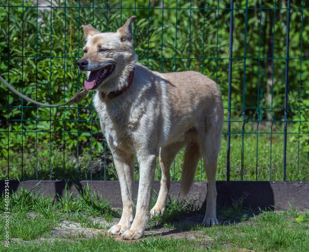 Obraz premium beige mongrel dog on a leash against a background of greenery in summer
