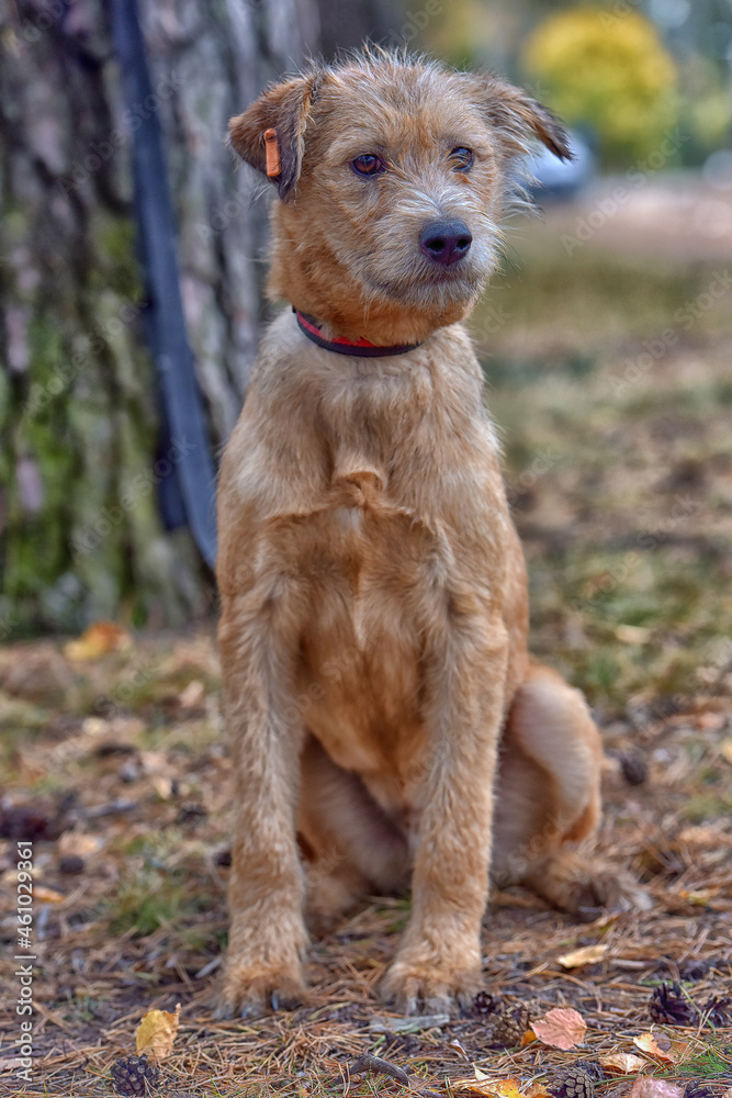 brown dog mestizo terrier at animal shelter