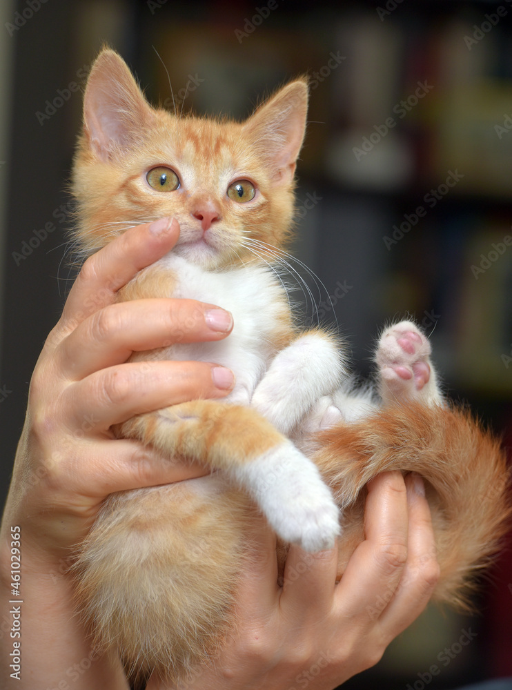 wonderful ginger with a white kitten in hands