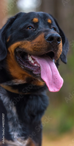 beautiful large brown dog mestizo rottweiler